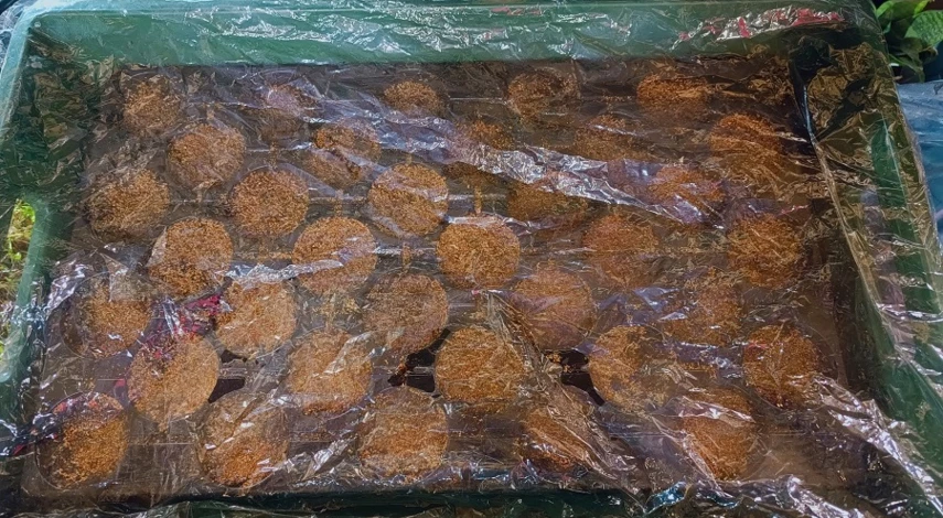 как посадить гипсофилу