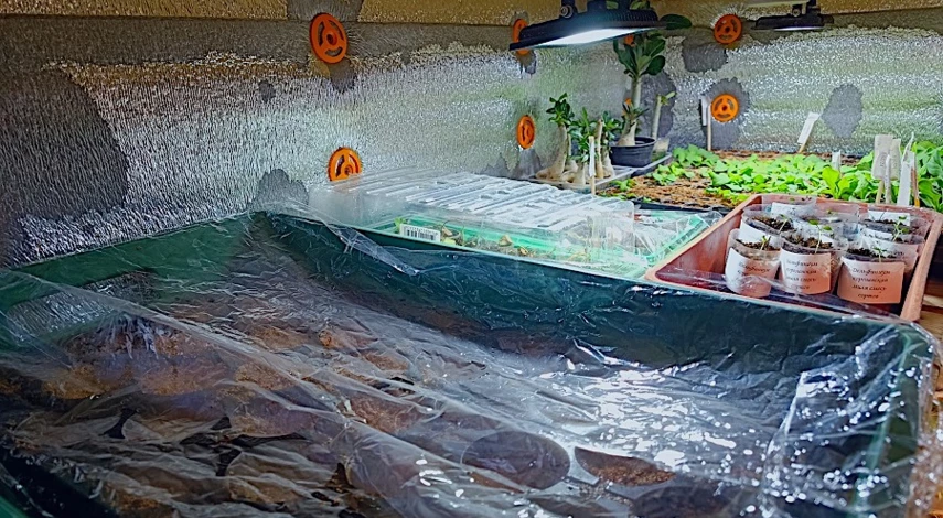 Как посадить гипсофилу семенами