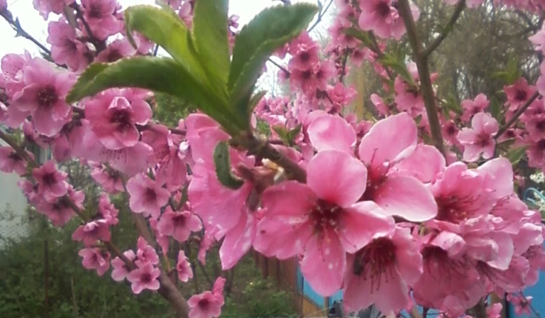 персик уход