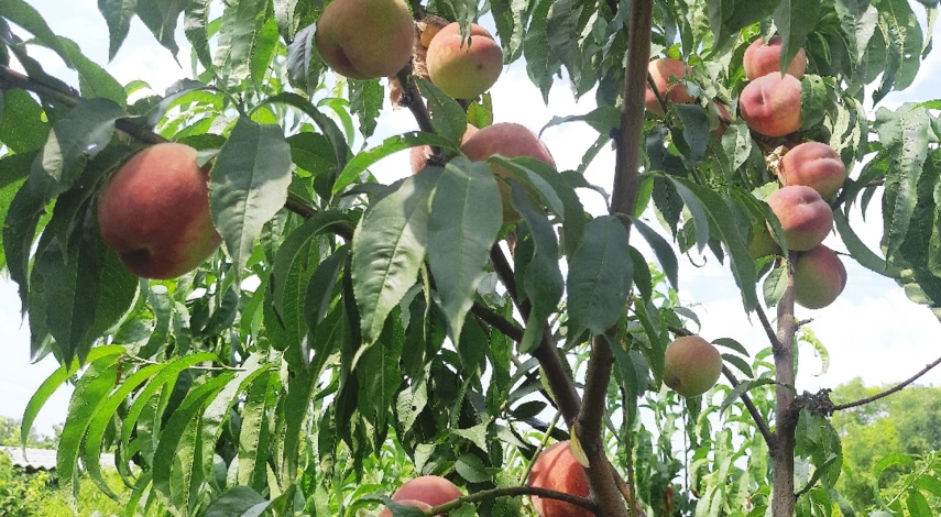 персик выращивание