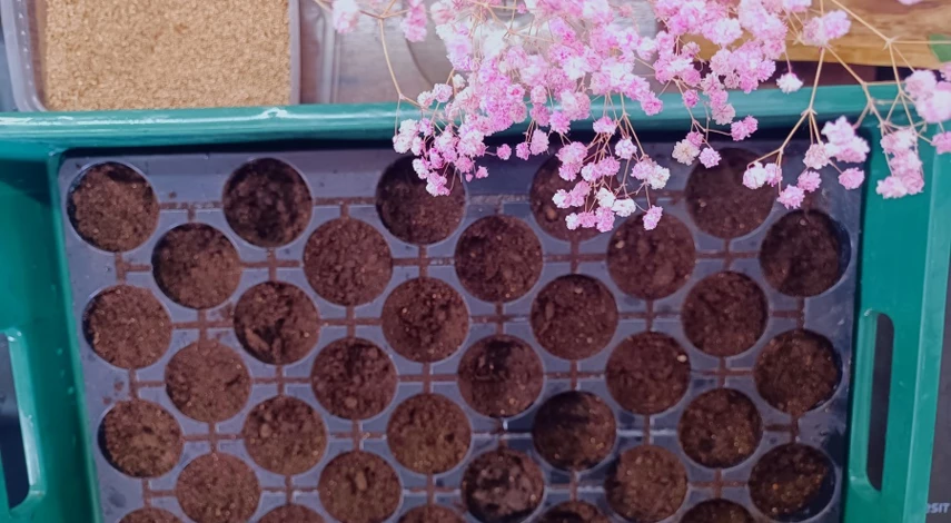 посев семян гипсофилы на рассаду