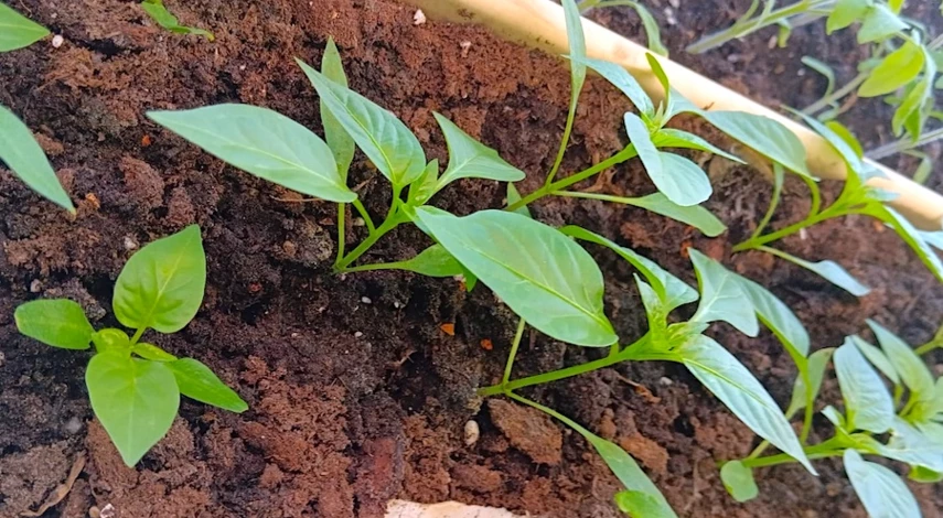 У рассады перца желтеют листья