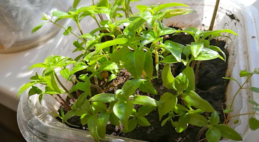 Почему желтеет рассада перца