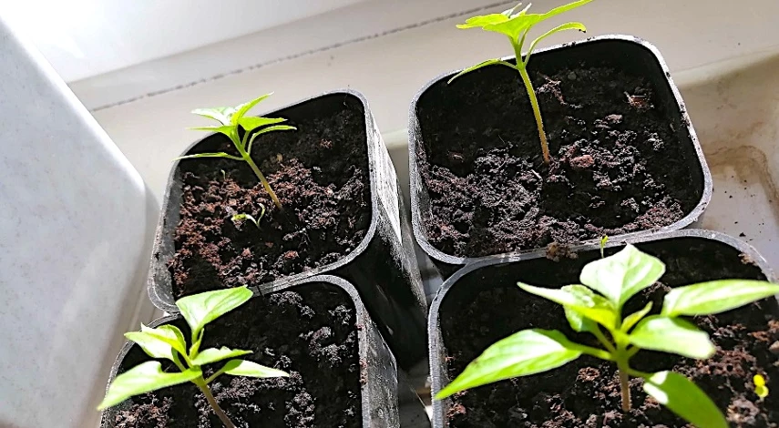 Рассада перца желтая