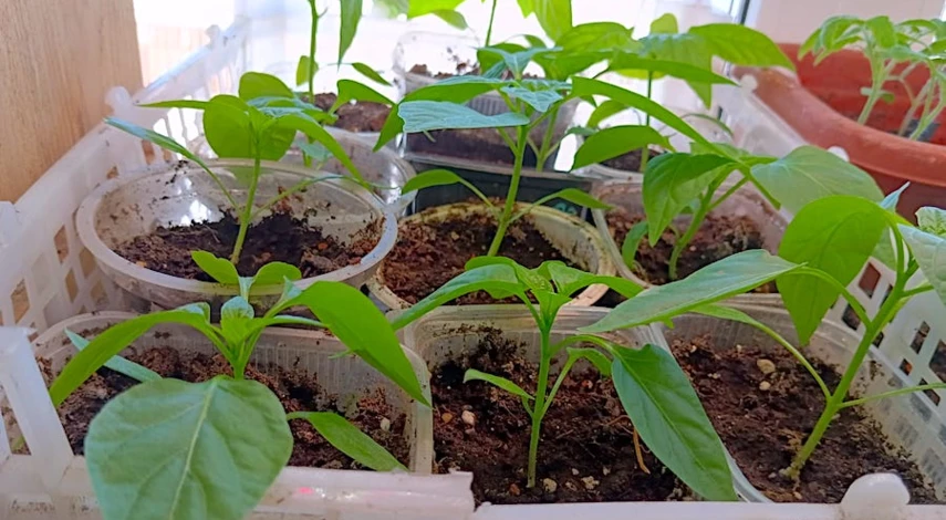 Почему у рассады перца желтеют листья