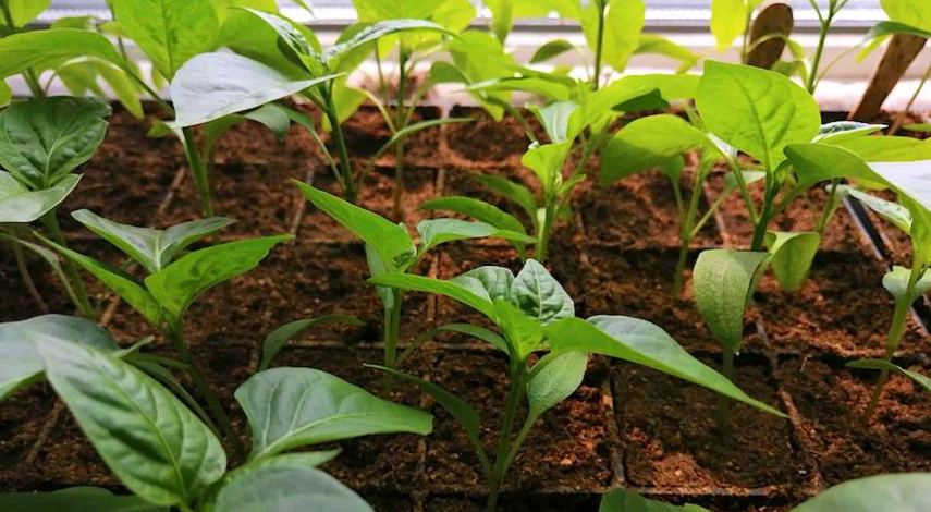 У рассады перца желтеют листья что делать