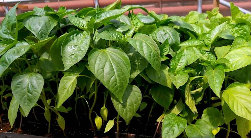 Желтеет рассада перца на подоконнике