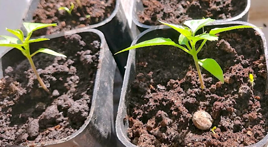 Желтеют нижние листья у рассады перца