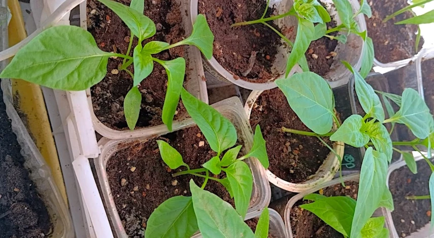 Желтеют семядольные листья у рассады перца