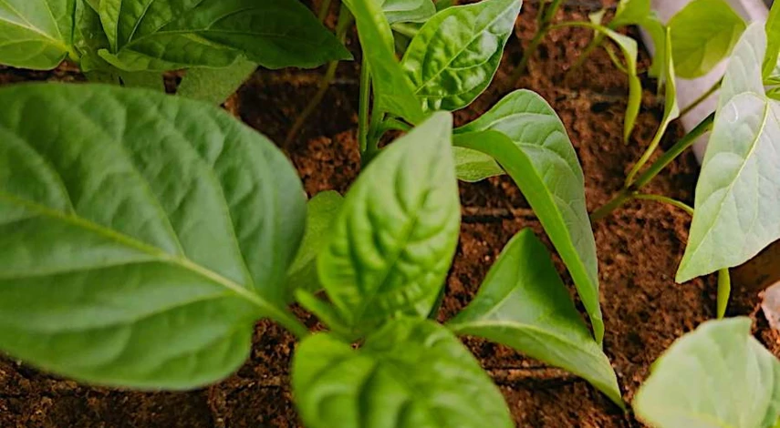 Почему желтеют листья рассады перца на подоконнике