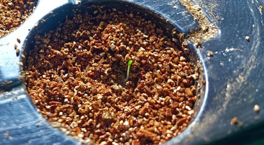 рассада гипсофилы посадка уход