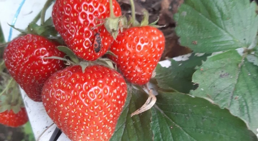 посев клубники семенами на рассаду в феврале