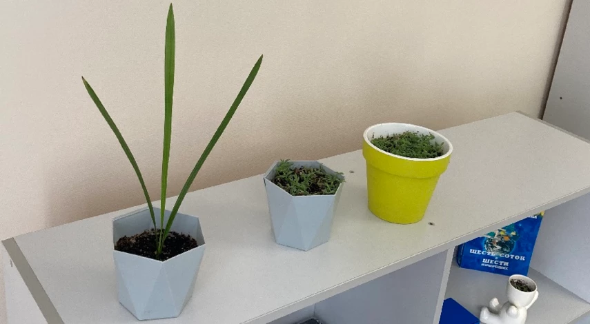 Финик из косточки в домашних условиях