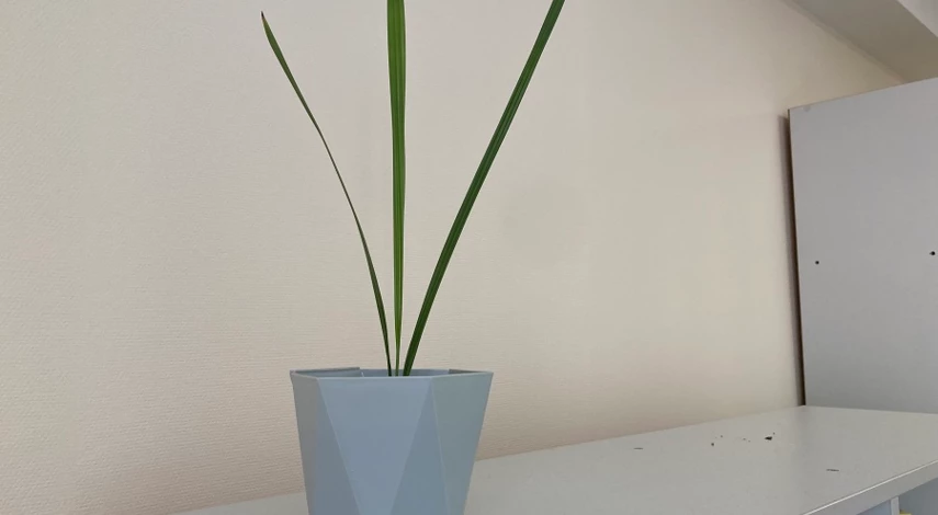 уход за фиником