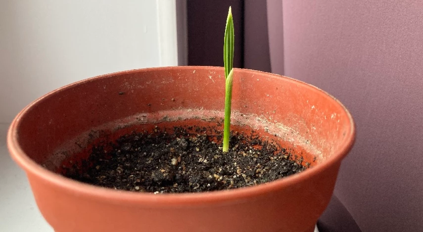 всходы финика