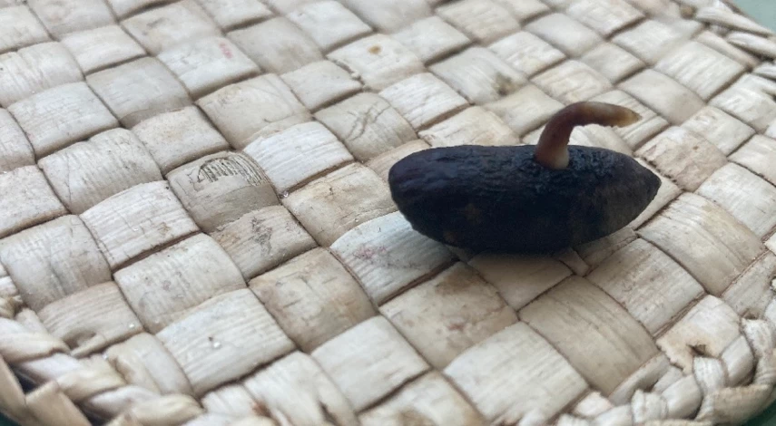 проращивание косточки финика