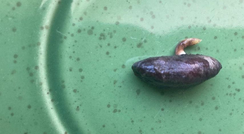 посадка финика