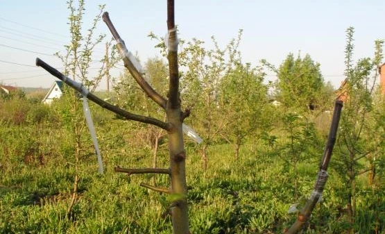 перепрививка плодовых деревьев