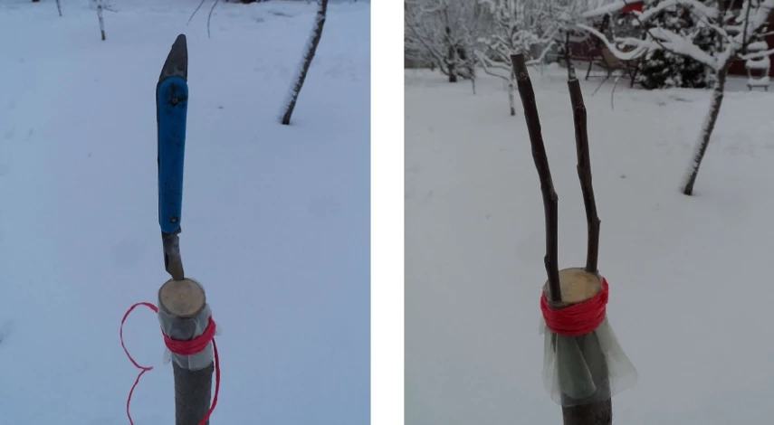 перепрививка плодовых деревьев весной