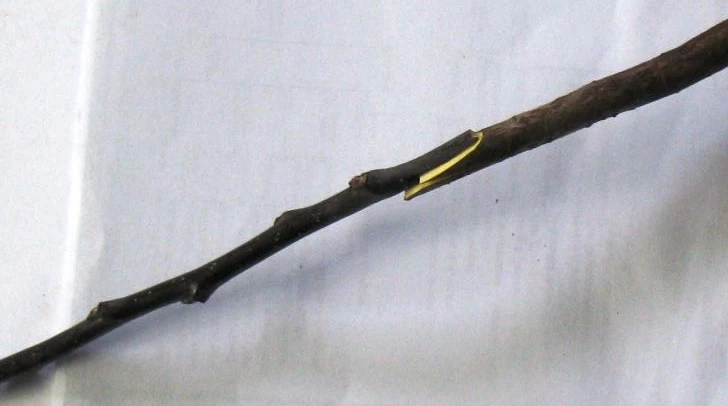 прививка и перепрививка плодовых деревьев