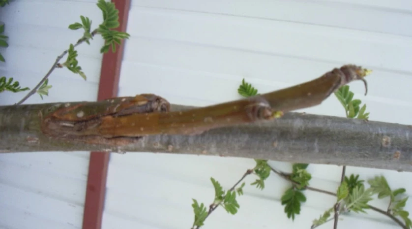 перепрививка груши на рябине