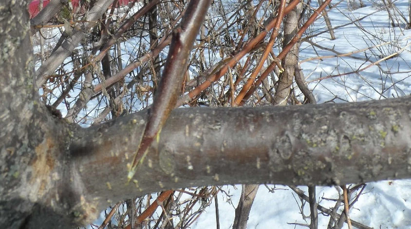 прививка взажим