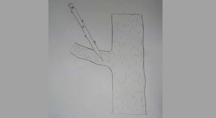 как привить деревья зимой