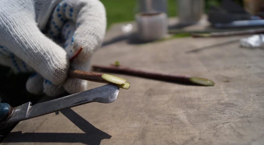 перепрививка яблони