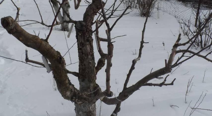 подготовка к перепрививке