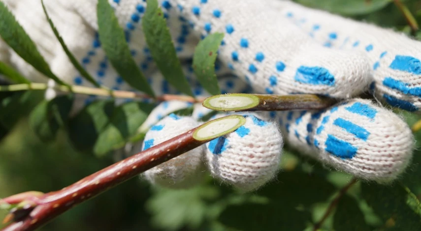 прививка плодовых деревьев
