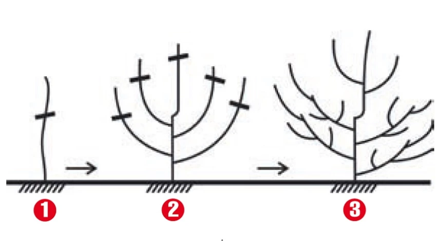 формировка молодой яблони