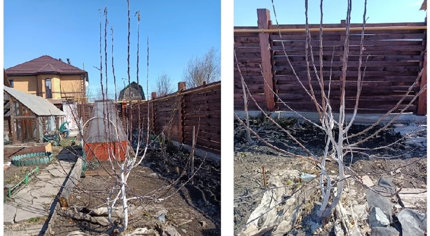 обработка яблонь весной