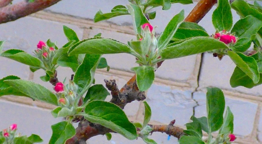 обработка яблонь от вредителей