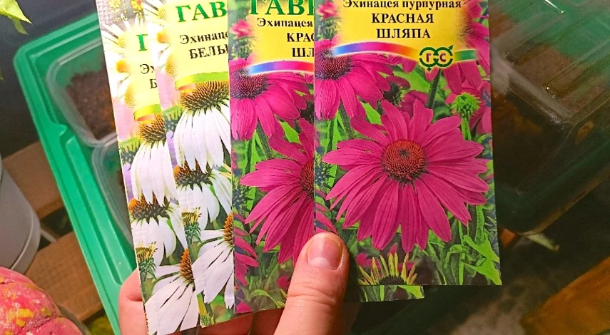 эхинацея семена