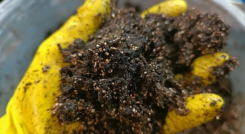 посадка эхинацеи на рассаду