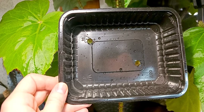 эхинацея пурпурная посадка