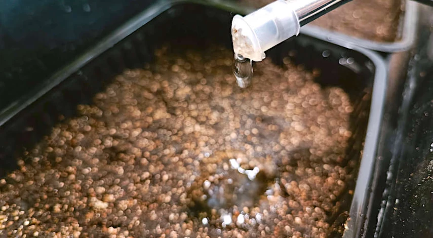 эхинацея посадка цветка