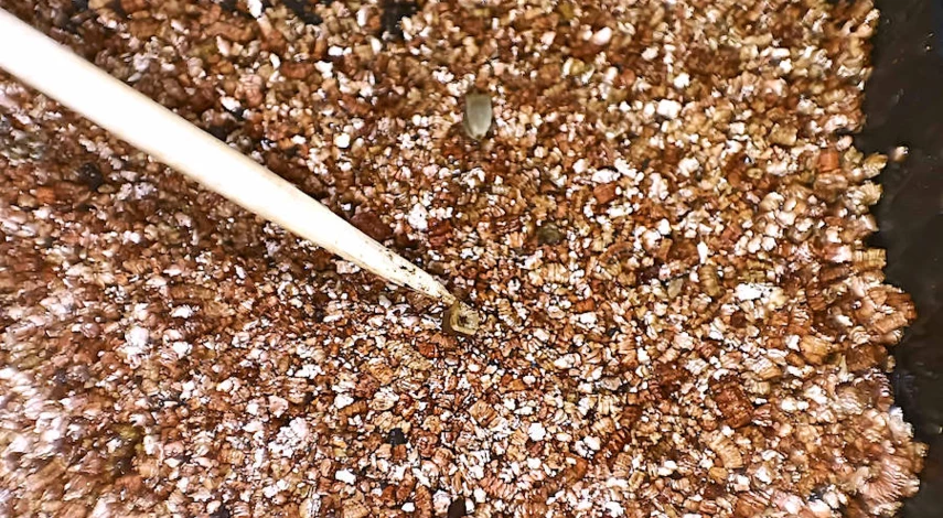 как посадить эхинацею семенами