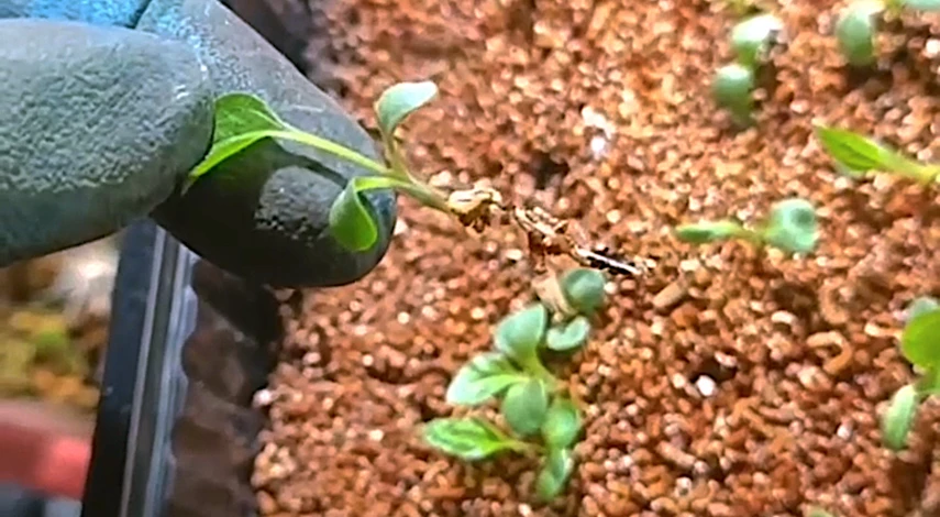 пикировка эхинацеи