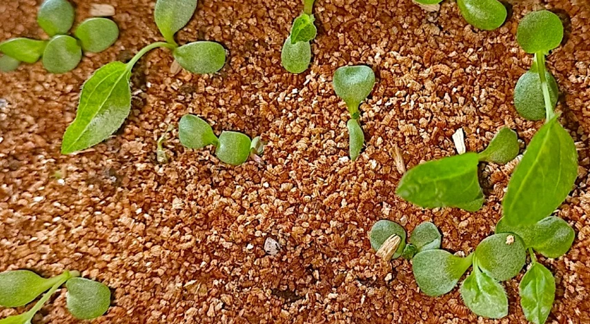 эхинацея посадка