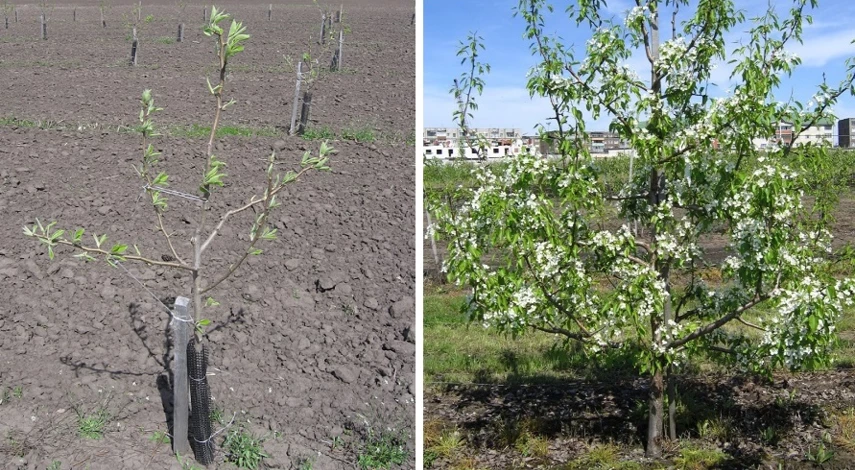 груша посадка и уход