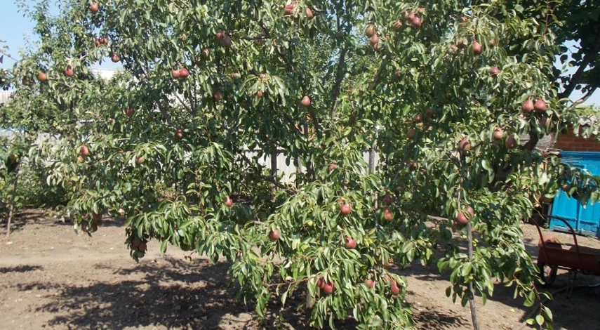 груша уход выращивание