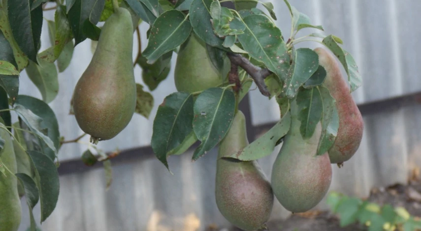 груша уход и обрезка
