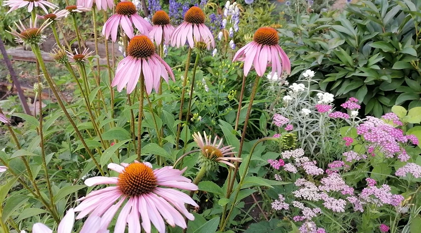 чем полезна эхинацея