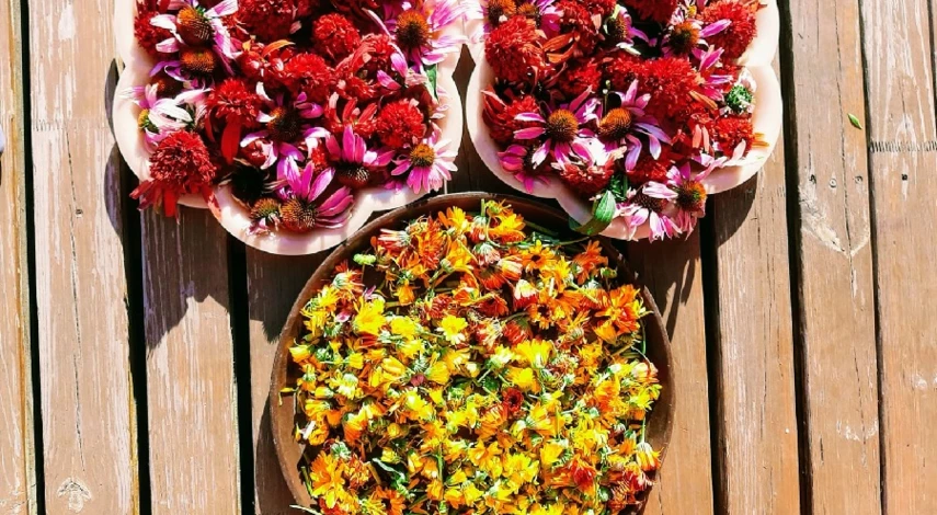 как заготоавливают эхинацею