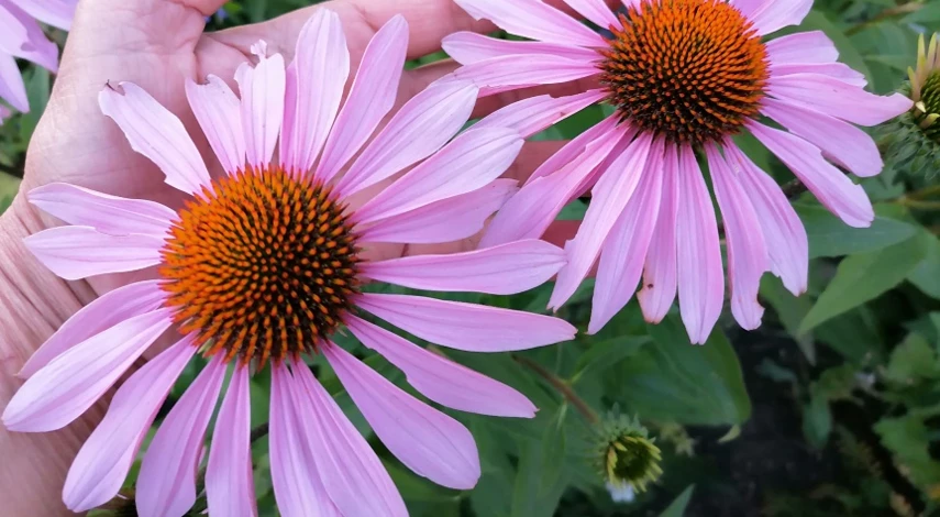 как вырастить эхинацею из семян