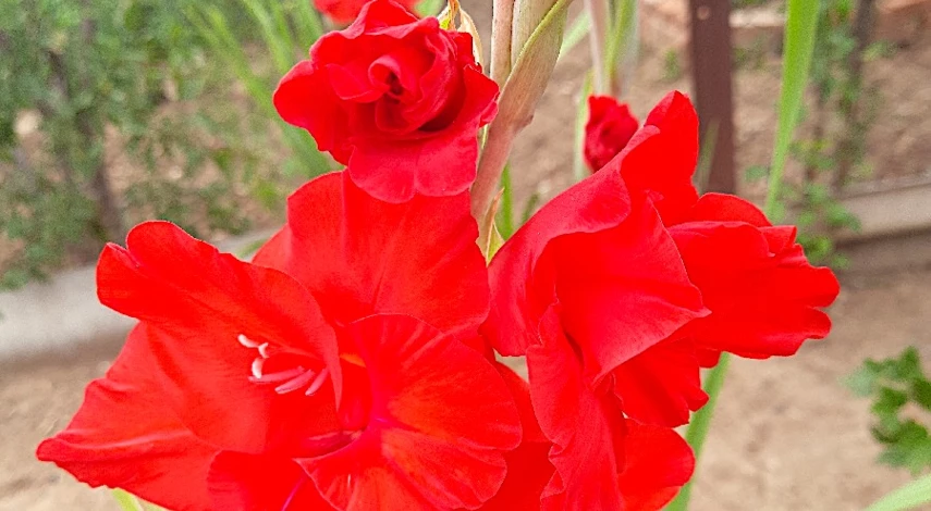 гладиолусы посадка