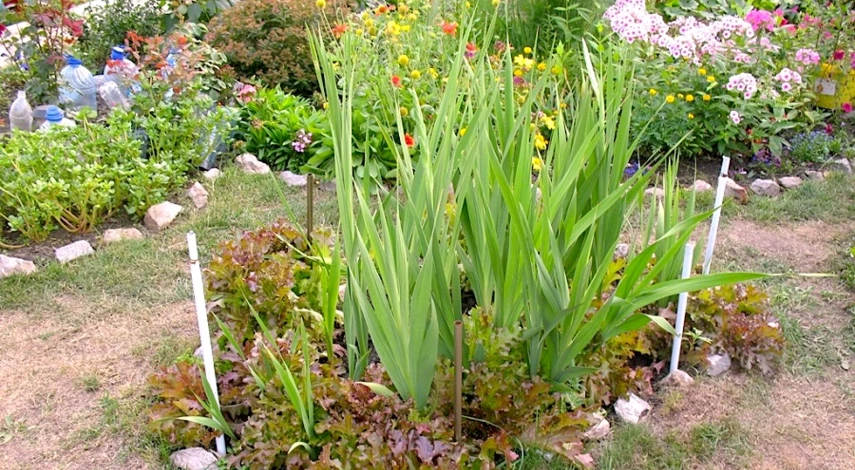 как посадить гладиолусы весной