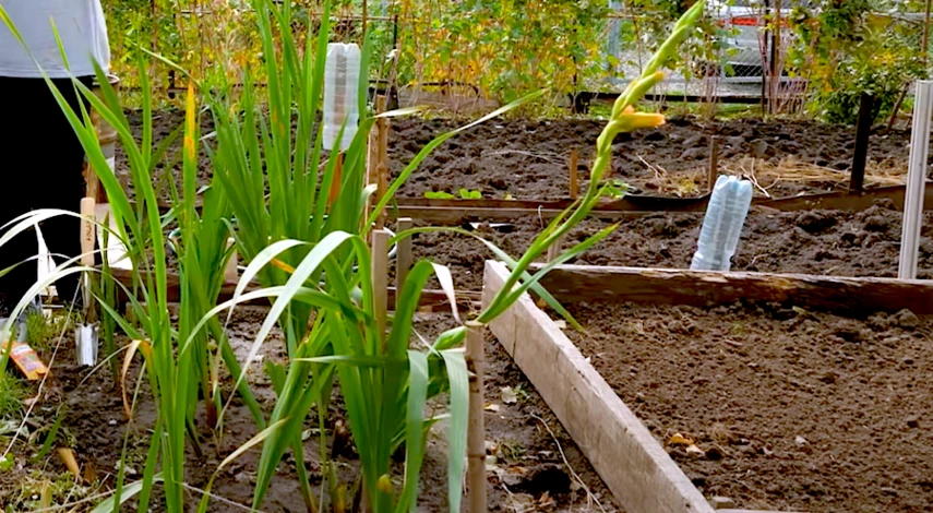 гладиолус посадка луковиц