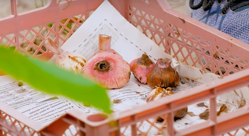 посадка гладиолусов в грунт